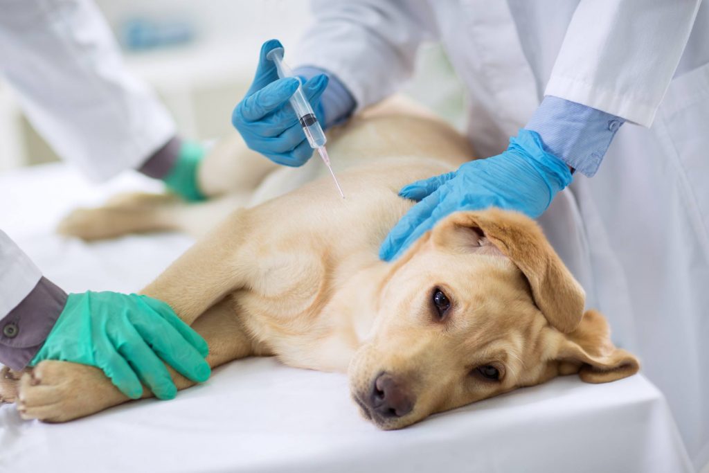vacinação de cachorros para viajar para Orlando